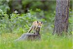 Portrait of Young Red Fox (Vulpes vulpes) on Tree Stump, Germany