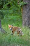 Portrait of Young Red Fox (Vulpes vulpes) by Tree Trunk, Germany