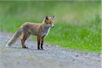 Portrait of Young Red Fox (Vulpes vulpes) on Gravel Path, Germany