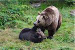 European Brown Bear (Ursus arctos) Mother with Cub, Bavaria, Germany