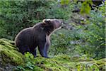 Portrait of European Brown Bear Cub (Ursus arctos), Bavaria, Germany