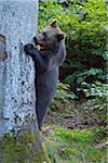 European Brown Bear Cub (Ursus arctos) Standing on Hind Legs at Tree Trunk, Bavaria, Germany