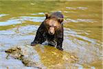 European Brown Bear Cub (Ursus arctos) on Rock in Pond, Bavaria, Germany