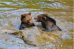 European Brown Bear Cubs (Ursus arctos) Fighting in Pond, Bavaria, Germany