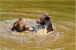 European Brown Bear Cubs (Ursus arctos) Fighting in Pond, Bavaria, Germany