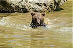 European Brown Bear Cub (Ursus arctos) in Pond, Bavaria, Germany
