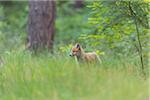 Young Red Fox (Vulpes vulpes) in Forest, Germany