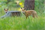 Young Red Foxes (Vulpes vulpes) in Forest, Germany