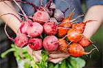 Hands holding various beetroots
