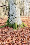 Tree trunk in forest