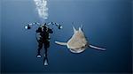 Scuba diver swimming with lemon shark, underwater view