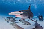 Great Hammerhead shark with nurse sharks, underwater view