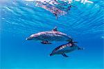 Atlantic Spotted dolphins, underwater view