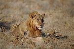 Lion lying in arid plain, Namibia, Africa