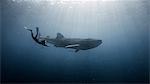 Diver swimming with Whale shark, underwater view, Cancun, Mexico