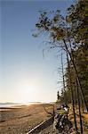 Beach and forest at sunrise, Rathrevor Beach Provincial Park, Vancouver Island, British Columbia, Canada