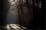 Sunlight on tree lined road, Birdlip, UK