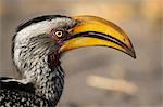 Side view of eastern yellow-billed hornbill (Tockus flavirostris), Savuti marsh, Chobe National Park, Botswana