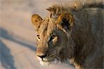 Lion (Panthera leo), Savuti marsh, Chobe National Park, Botswana