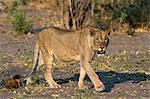 Portrait of a lioness (Panthera leo) walking, Savuti marsh, Chobe National Park, Botswana