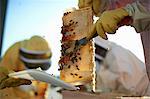 Beekeepers scraping honeycomb tray on city rooftop