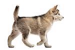 Side view Alaskan Malamute puppy walking isolated on white