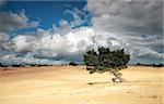 pine tree on sand dune and stormy sky in summer