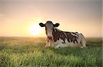 relaxed cow on pasture at misty sunrise