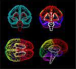 3d rendering human of the  brain