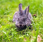 Beautiful young small rabbit on the green grass  in summer day. Gray bunny rabbit  on grass background