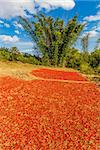 woman tribe harvesting red chili near Kalaw Shan state in Myanmar