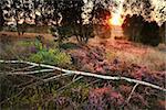 morning sunlight over flowering heather in birch forest