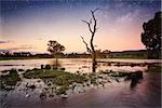 A lone dead tree stands among others in the floodwaters in Central West NSW on dusk to evening.