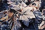Hoarfrost on dry leaves in winter season