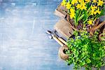 Spring flowers narcissus top view garden tools on old wooden blue board, copyspace