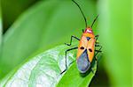 Red Cotton Bug (Dysdercus cingulatus) Close-up on a green leaf