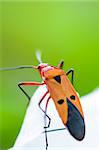 Red Cotton Bug (Dysdercus cingulatus) Close-up on a white leaf