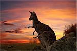 Mother kangaroo with joey in pouch, legs sticking out on a fiery sunset evening in outback NSW
