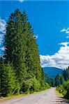 Cypress Alley along the road leading to the mountains, Carpathian