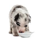 Front view of a crossbreed puppy drinking isolated on white