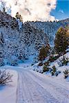 Snow road at Ziria mountain with fir trees covered with snow on a winter day, Korinthia, South Peloponnese, Greece. Ziria is one of the snowiest mountains in Peloponnese (2,374m).