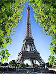 Eiffel Tower and maple tree in Paris, France
