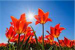 Red Tulips with Sun in Spring, Abbenes, North Holland, Netherlands