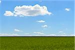 Grainfield with Sky and Clouds in Spring, Baden-Wurttemberg, Germany