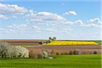 Countryside with Flowering Fruit Trees in Spring, Schwarzenbronn, Baden-Wurttemberg, Germany