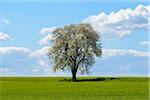 Blossoming Pear Tree in Spring, Schwarzenbronn, Baden-Wurttemberg, Germany