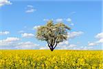Blossoming Pear Tree in Canola Field in Spring, Schwarzenbronn, Baden-Wurttemberg, Germany