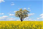 Blossoming Pear Tree in Canola Field in Spring, Schwarzenbronn, Baden-Wurttemberg, Germany