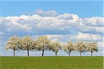 Row of Pear Trees in Spring, Spielbach, Baden-Wurttemberg, Germany