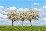 Three Pear Trees in Spring, Spielbach, Baden-Wurttemberg, Germany